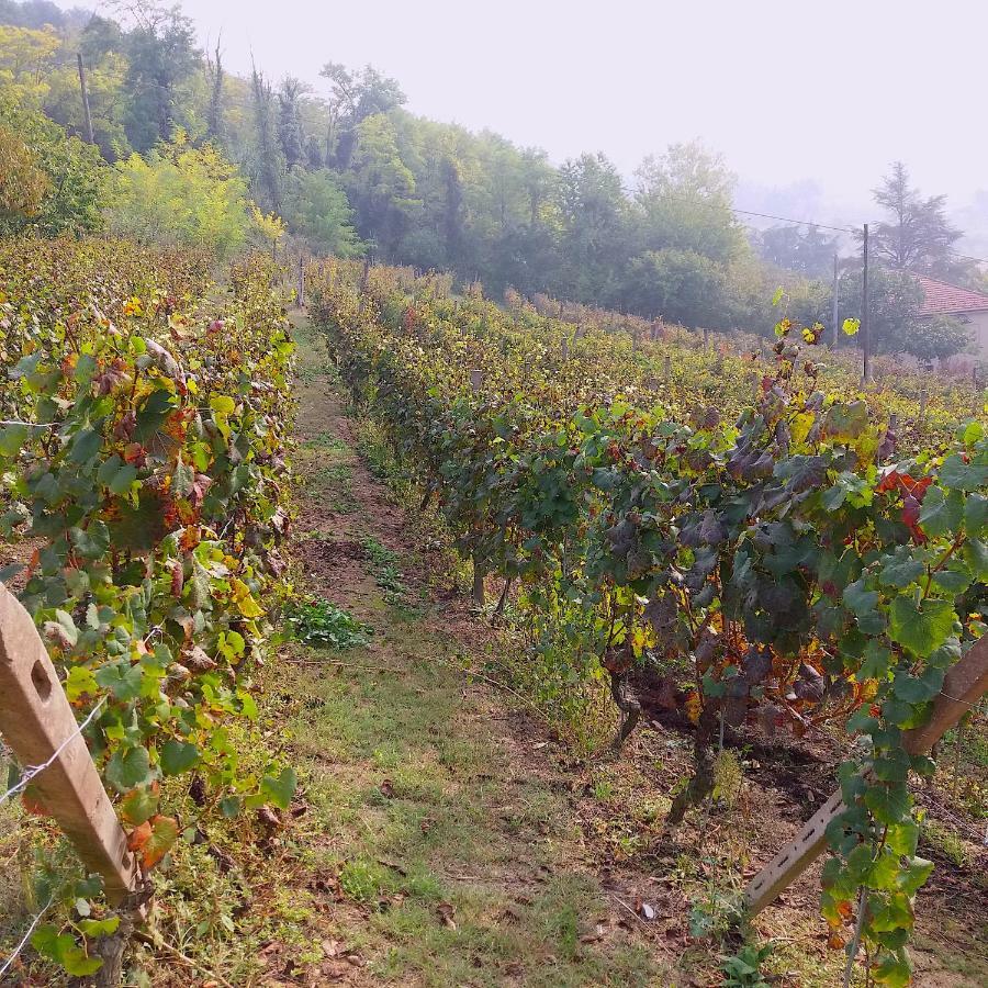 Cascina Tra I Vigneti A Nizza Monferrato Villa Bagian luar foto